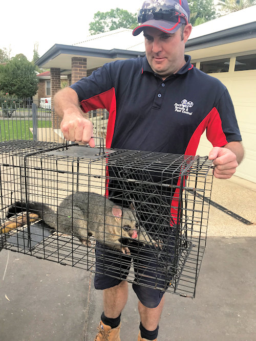 Possum removal Albury