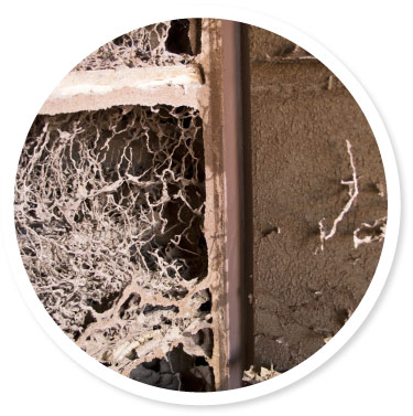 Termite Inspections