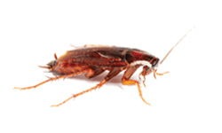 Cockroach Control Albury