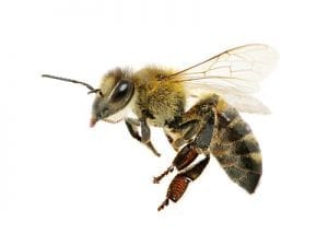 Bee Removal and Control
