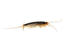 Silverfish Control