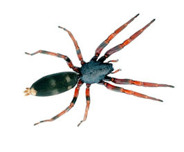 White-tailed Spiders Pest Control